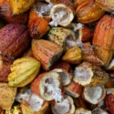 How Market Access Can Boost West Africa’s Cocoa Profits