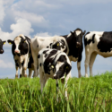Africa’s Dairy Sector: A Vision Of Sustainability And Economic Growth