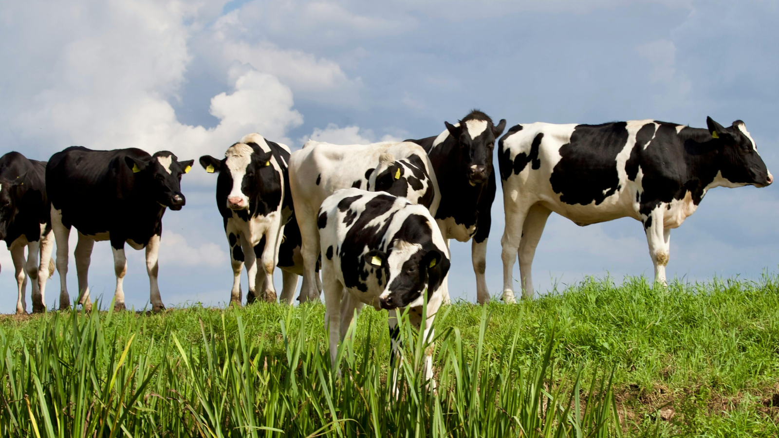 Africa’s Dairy Sector: A Vision of Sustainability and Economic Growth