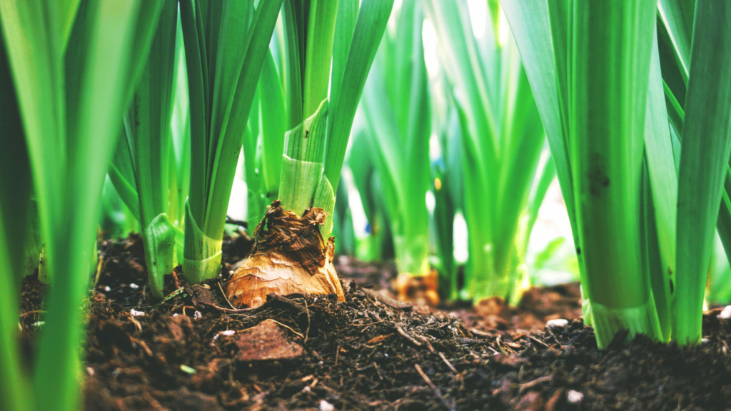 West Africa Launches New Initiative to Boost Soil Health and Agriculture